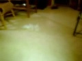videos de hamster race
