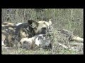 African Wild Dog Pack #1