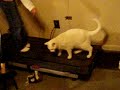 Catwalk