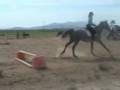 2004 Trakehner Gelding by Leonidas