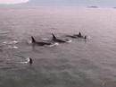 orca