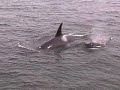 Orcas Whale Watching