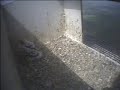 De Mortel 16 mei ringen deel 2 De Mortel 16 mei ringen deel 2