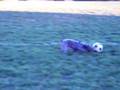 videos de Playing Soccer