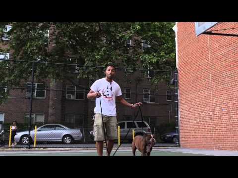 how to train with shock collar