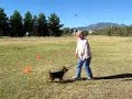 Attention heeling practice and halt/sit footwork demo