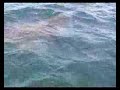 Basking Sharks
