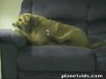 Miten niin h�iriintynyt koira??