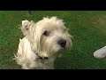 Red Rum Baxter the talking dog