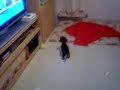 Dante il sommo bassotto principe di Chioggia con il pollo!