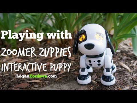 how to train zoomer puppy