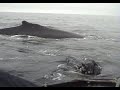 Whales meeting Zodiac