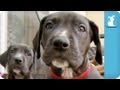 80 Seconds of Amazing Great Dane Puppies