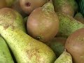 a day with the vegetable orchestra.