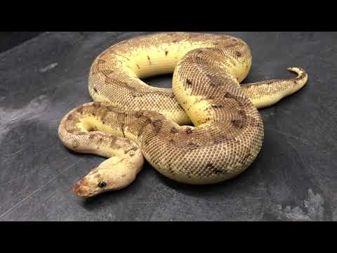 YouTube reptile video