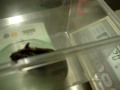 ハムスターの健康診断 Checkup of hamster 2