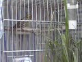 serinus serinus x serinus canaria ( white malinois ) serinus serinus x serinus canaria ( white malinois )