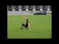 Chaos Esthetix Discdog Training in M�lheim an der Ruhr