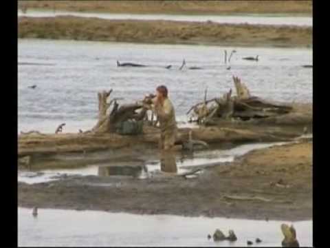 Steve Irwin - Most Dangerous Encounters (Part 5)