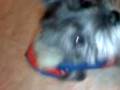 el perro mas grandioso (sam)