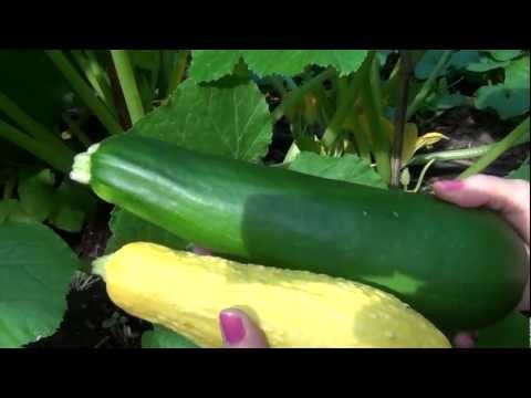 how to fertilize yellow squash