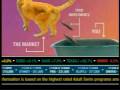 Adult Swim Bump Adult Swin's Stocks