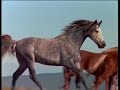 The Silver Brumby Part 8