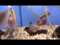 Female Siamese Fighting Fish @ Sweet Knowle Aquatics
