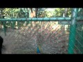 10101997 coimbatore zoo & park