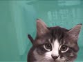 Mallo (Friskies spec ad) Mallo (Friskies spec ad)