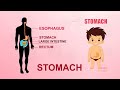 17 STOMACH - Learn about Human Body Parts For Kids (Tamil)