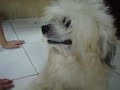 Kuchi Kuchi