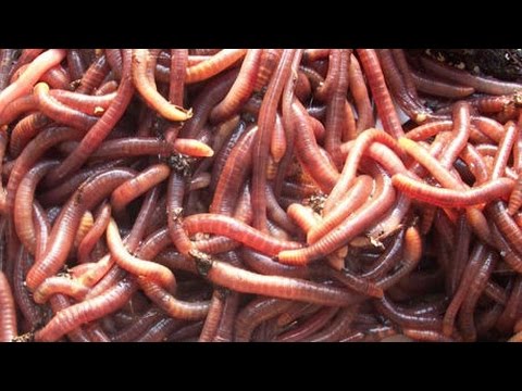 how to collect worms for fishing