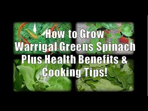 how to harvest new zealand spinach