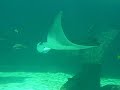 Mantas en el Acuarium Hotel Atlantis, Bahamas Mantas en el Acuarium Hotel Atlantis, Bahamas