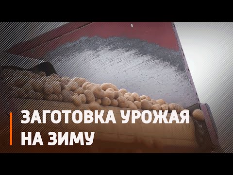 На Мозырщине работники промышленных предприятий и лесхозов убирают урожай видео