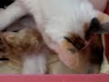 cat giving birth