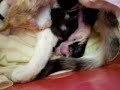 cat giving birth