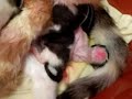 cat giving birth