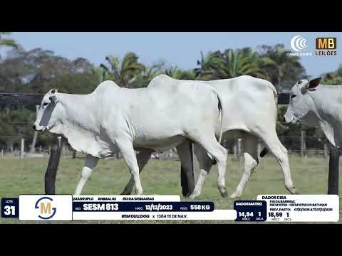 2� DE OLHO NA FAZENDA NELORE SESMARIAS