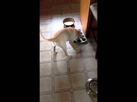 Yellow Lab Puppy eating her food in record time