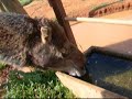 ラクダ動画
