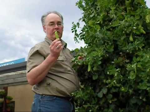 how to harvest snow peas