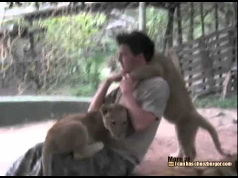 0 Lions Hugging