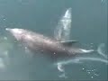 relaxing water voice   dolphins