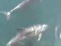 relaxing water voice - dolphins