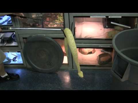 YouTube reptile video
