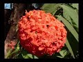 GOA INDIA  PART 8