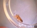 videos de Froghopper under the microscope