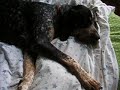 let a sleeping dog lie let a sleeping dog lie